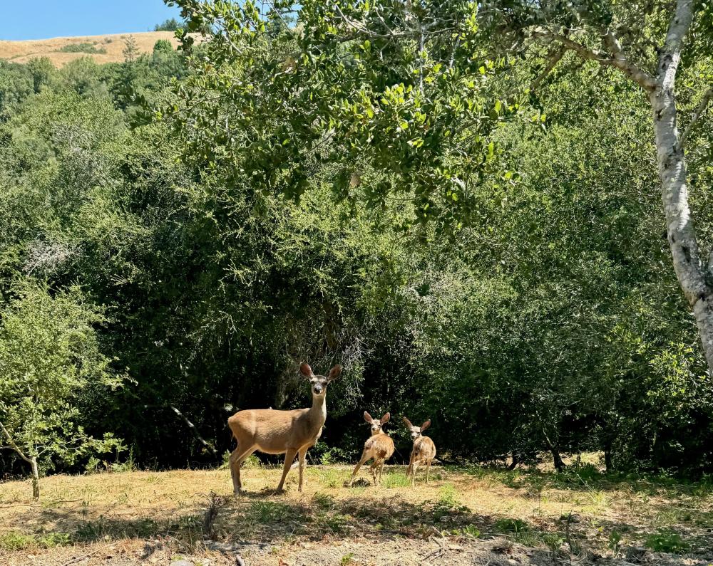 4000 Old Rancheria Road #35