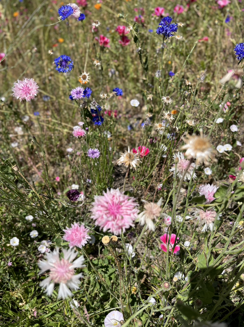 4000 Old Rancheria Road #37