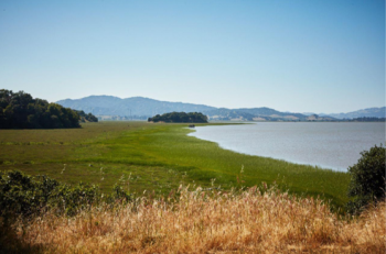 Bay Area Population Change & Migration