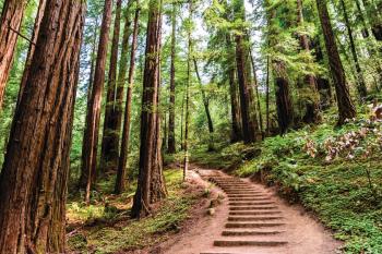 forest path